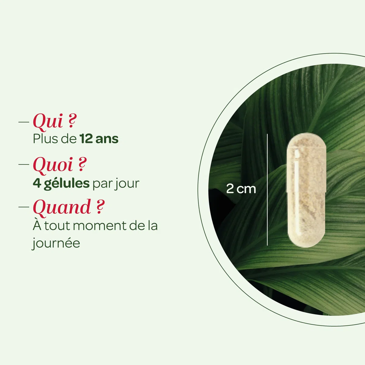 SUPERDIET - HYGIAFLORE PSYLLIUM BIO – Transit – Phytothérapie – Fabrication Française – 100 gélules